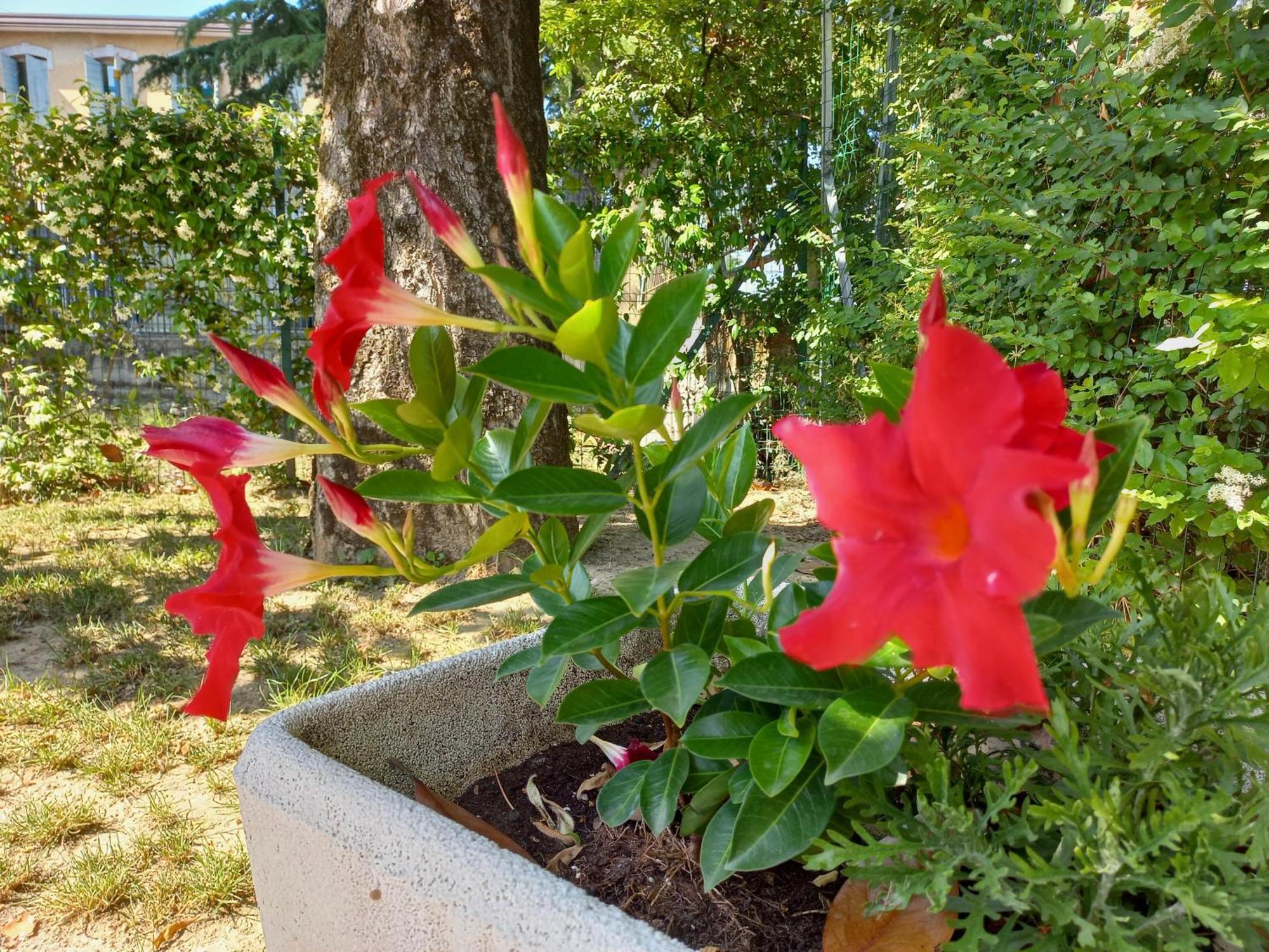 Appartamento Le Magnolie 2 Mestre Exteriör bild