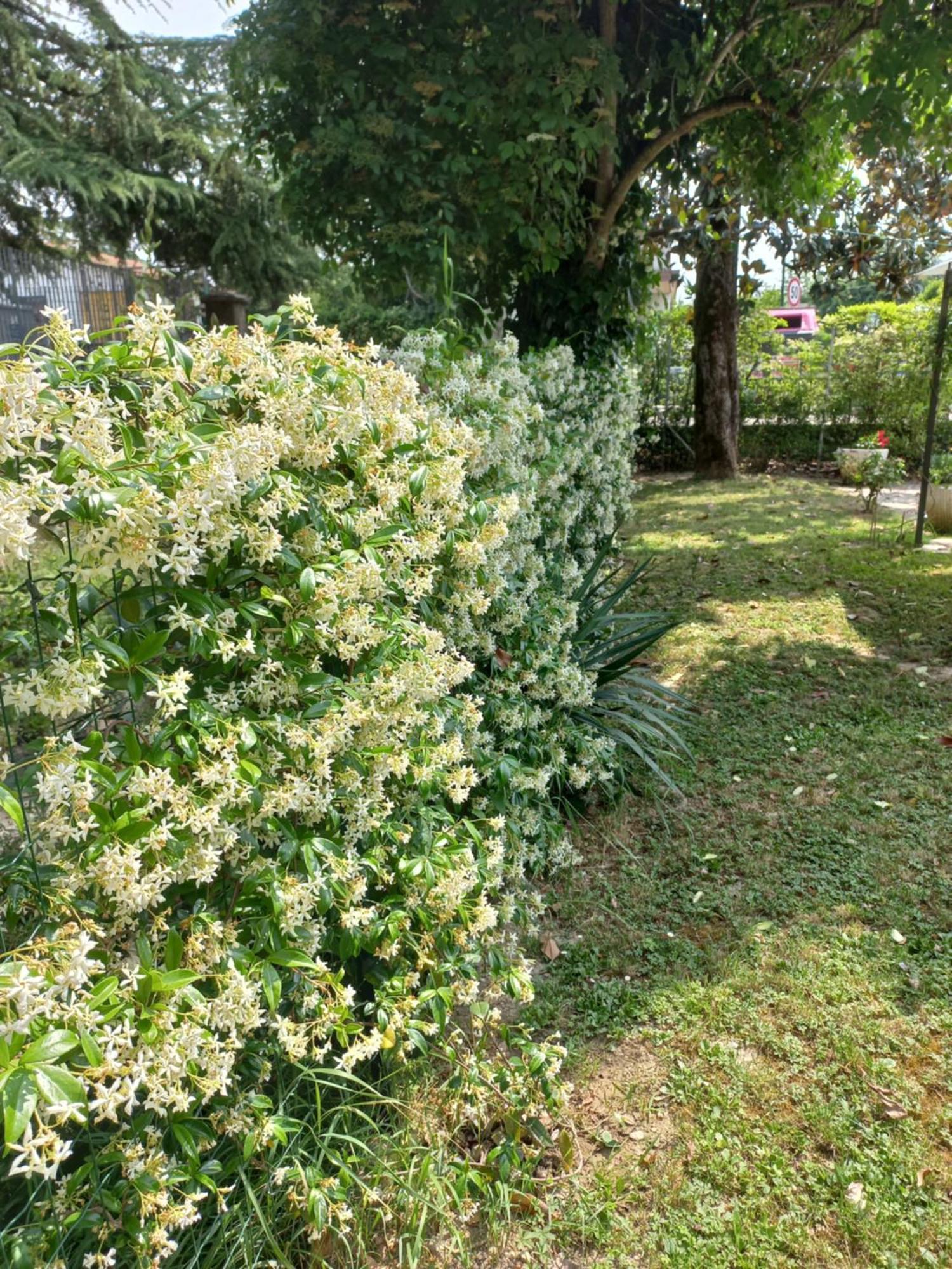 Appartamento Le Magnolie 2 Mestre Exteriör bild
