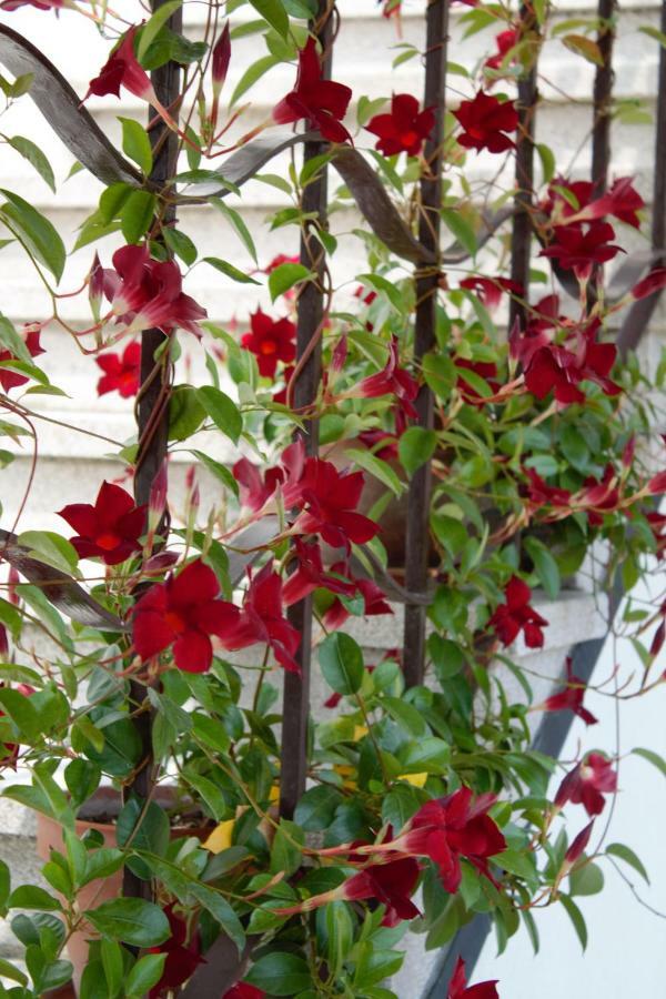 Appartamento Le Magnolie 2 Mestre Exteriör bild