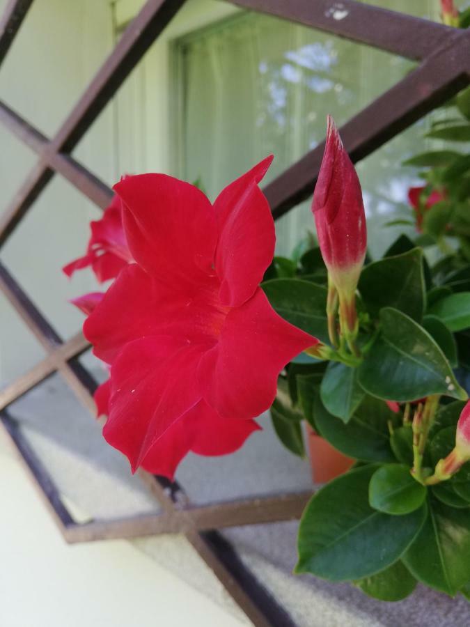 Appartamento Le Magnolie 2 Mestre Exteriör bild